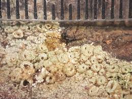 Attēlu rezultāti vaicājumam “Thelotrema lepadinum”