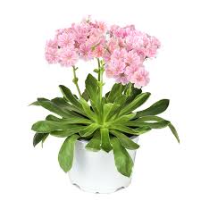 Image result for Bitterwurz