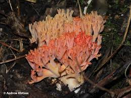 Attēlu rezultāti vaicājumam “Ramaria formosa”