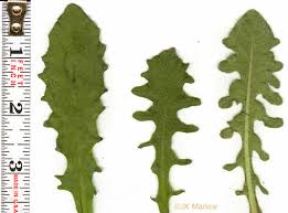 Attēlu rezultāti vaicājumam “Hypochaeris radicata leaf”