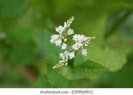 Attēlu rezultāti vaicājumam “Fagopyrum esculentum flower”