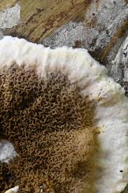 Attēlu rezultāti vaicājumam “Didymium serpula”