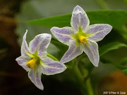 Attēlu rezultāti vaicājumam “Solanum nigrum flower”