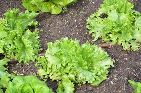 Attēlu rezultāti vaicājumam “Lactuca sativa”