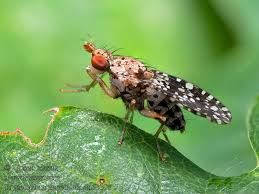 Attēlu rezultāti vaicājumam “Trypetoptera punctulata”