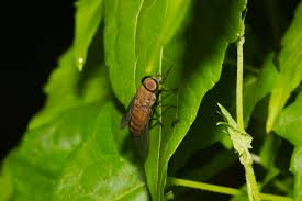 Attēlu rezultāti vaicājumam “Tabanidae”