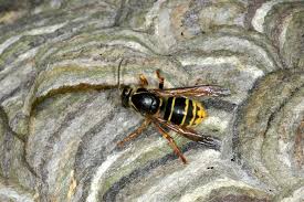 Attēlu rezultāti vaicājumam “Dolichovespula media”