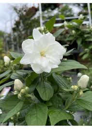 Attēlu rezultāti vaicājumam “Philadelphus coronarius”