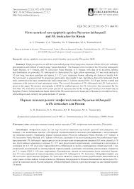 Attēlu rezultāti vaicājumam “Symphytocarpus impexus young”