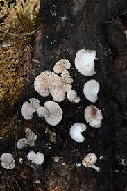 Attēlu rezultāti vaicājumam “Crepidotus applanatus”