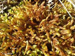 Attēlu rezultāti vaicājumam “Hypnum cupressiforme var. lacunosum”