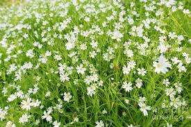 Attēlu rezultāti vaicājumam “Stellaria holostea flower”