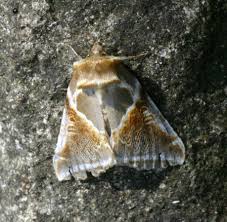 Attēlu rezultāti vaicājumam “Habrosyne pyritoides”