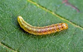 Attēlu rezultāti vaicājumam “Carpatolechia proximella”