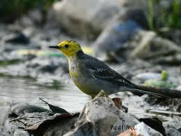 Attēlu rezultāti vaicājumam “Motacilla citreola male”