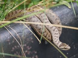 Attēlu rezultāti vaicājumam “Coronella austriaca adult”