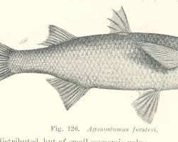 Image result for Chelon richardsonii