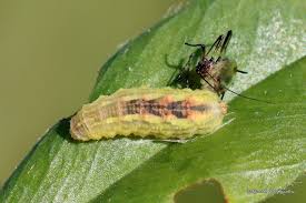 Attēlu rezultāti vaicājumam “Syrphus larva”