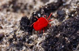 Attēlu rezultāti vaicājumam “Trombidiidae”