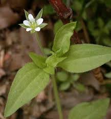 Attēlu rezultāti vaicājumam “Moehringia trinervia bud”