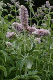 Attēlu rezultāti vaicājumam “Mentha longifolia”