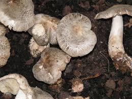 Attēlu rezultāti vaicājumam “Tricholoma sp.”