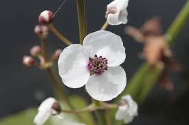Attēlu rezultāti vaicājumam “Sagittaria sagittifolia”