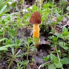 Attēlu rezultāti vaicājumam “Verpa bohemica”