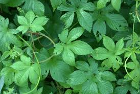 Attēlu rezultāti vaicājumam “Cannabaceae”