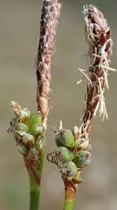 Attēlu rezultāti vaicājumam “Carex ericetorum”