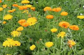Attēlu rezultāti vaicājumam “Calendula officinalis”