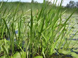 Attēlu rezultāti vaicājumam “Acoraceae”