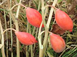 Attēlu rezultāti vaicājumam “Podophyllum hexandrum fruit”