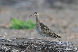 Image result for Numenius minutus