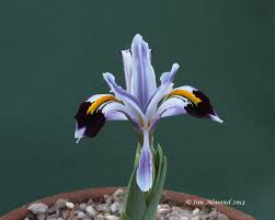 Attēlu rezultāti vaicājumam “Iris rosenbachiana flower”