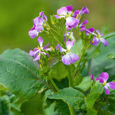 Attēlu rezultāti vaicājumam “Raphanus raphanistrum flower”