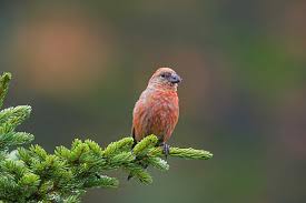 Attēlu rezultāti vaicājumam “Loxia pytyopsittacus male”