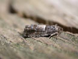 Attēlu rezultāti vaicājumam “Spilonota ocellana”