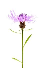 Attēlu rezultāti vaicājumam “Centaurea jacea”