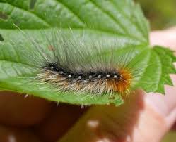 Attēlu rezultāti vaicājumam “Arctia caja imago”