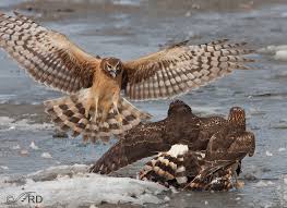 Image result for Calderglen Harriers