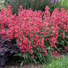 Image result for Penstemon