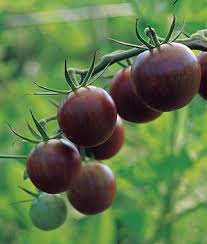 Afbeeldingsresultaat voor black cherry tomato
