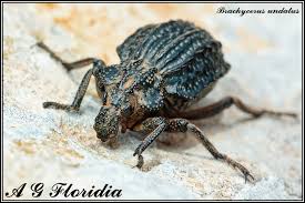 Image result for Brachycerus undatus