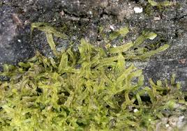 Attēlu rezultāti vaicājumam “Metzgeria furcata”