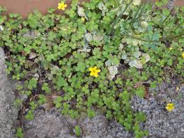 Attēlu rezultāti vaicājumam “Oxalidaceae”