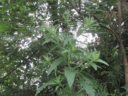 Attēlu rezultāti vaicājumam “Cirsium x rigens leaf”