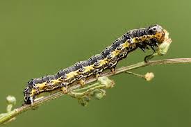 Attēlu rezultāti vaicājumam “Protoschinia scutosa”