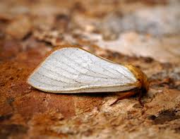 Attēlu rezultāti vaicājumam “Hepialus humuli”