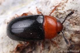 Attēlu rezultāti vaicājumam “Triplax russica”